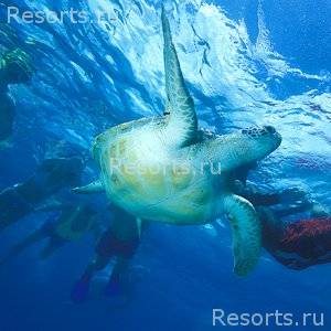 Coral Reef Club 35